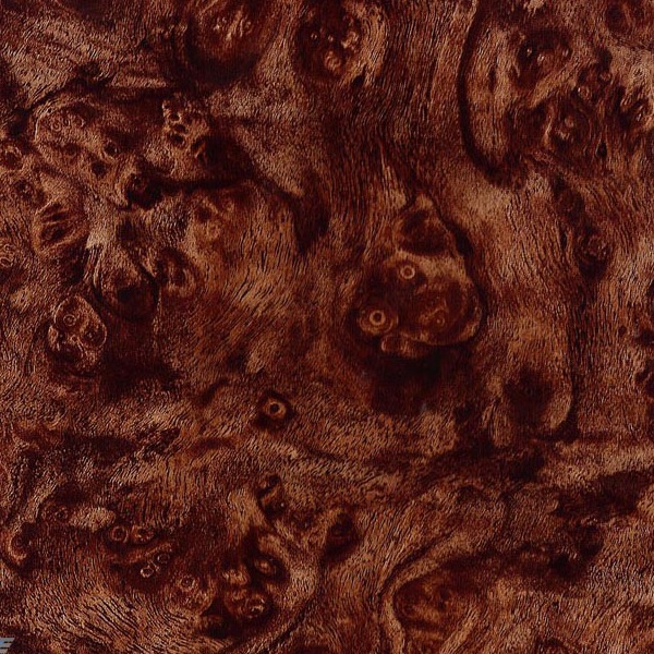 Carpathian Elm Burl