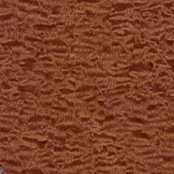 Auburn Maple