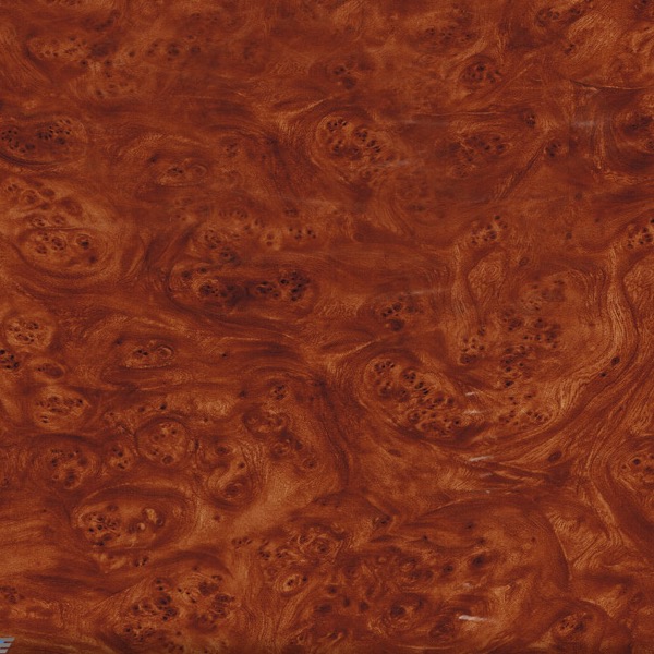 Brown Carpathian Elm - Burlwood