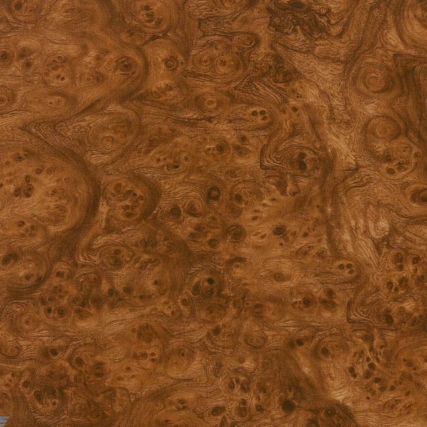 Carpathian Elm Burlwood