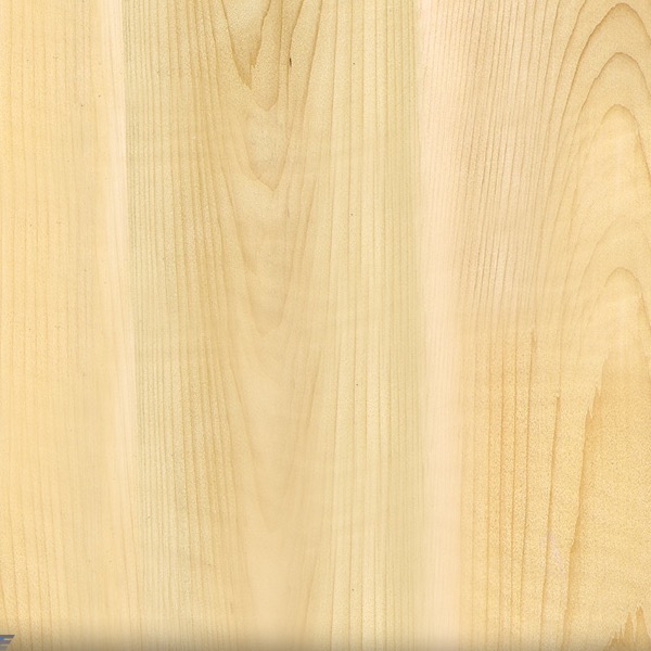 Eastern White Cedar