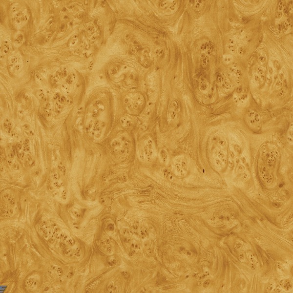 Golden Carpathian Elm Burl