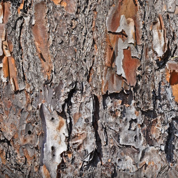 WTP-571_Pine_Forest_Camo