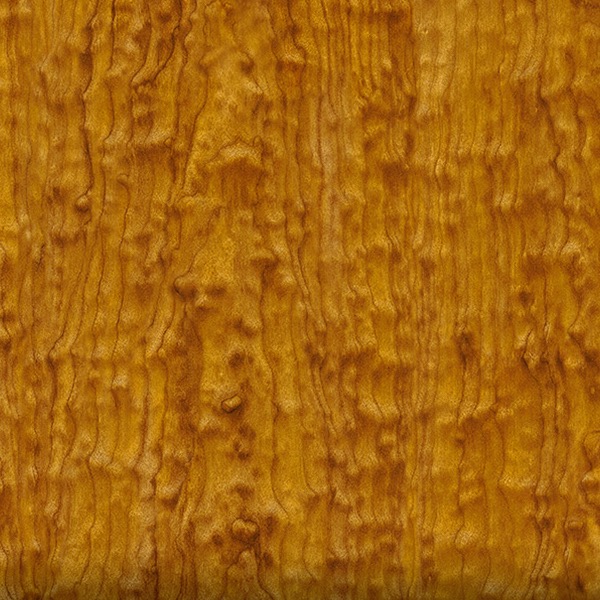Starry Maple