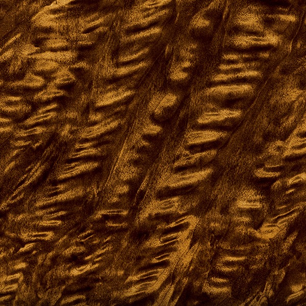 Golden Black Anigre